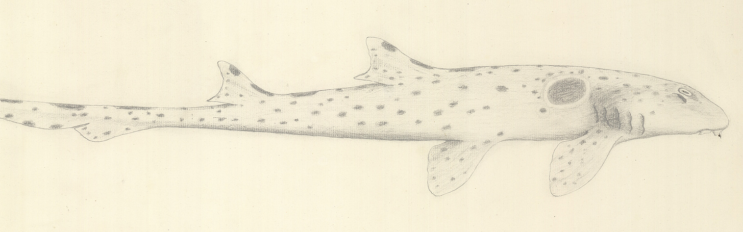 Pencil drawing of a spotted shark
