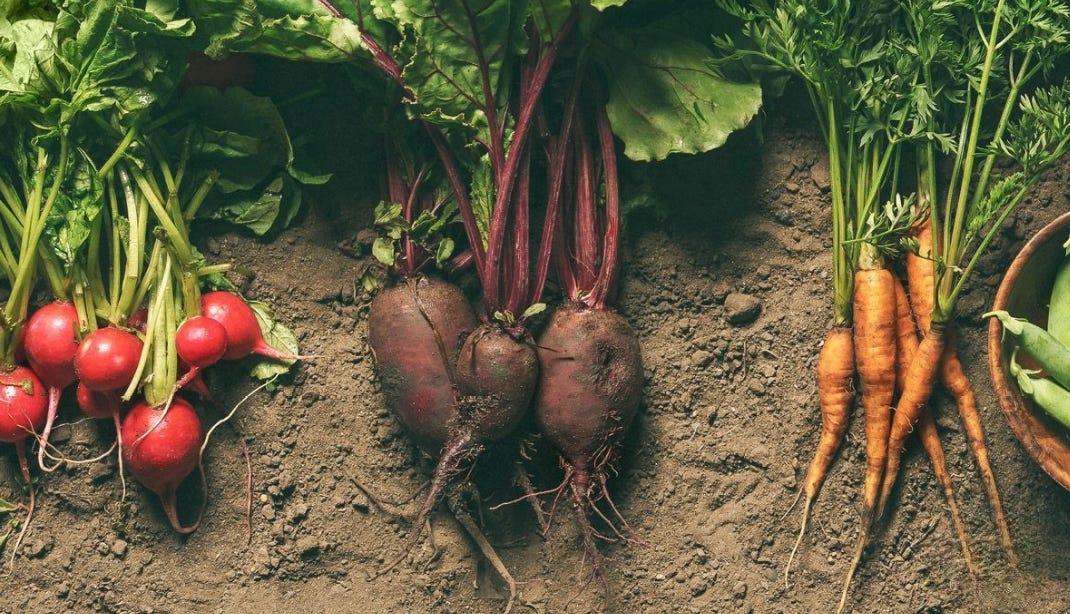 beets, radish, carrots