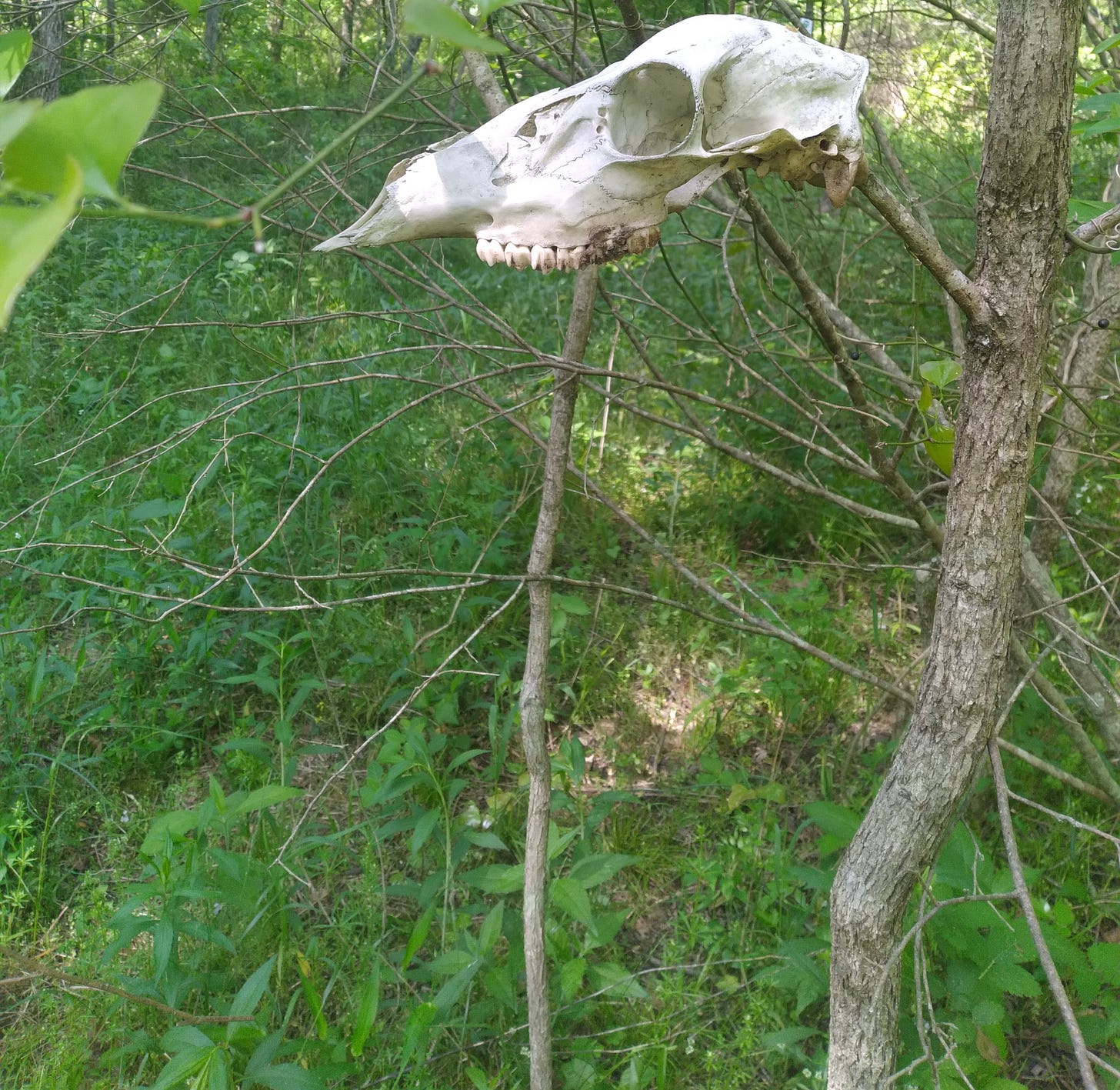 Animal skull displayed atop a sapling Animal skull displayed atop a sapling