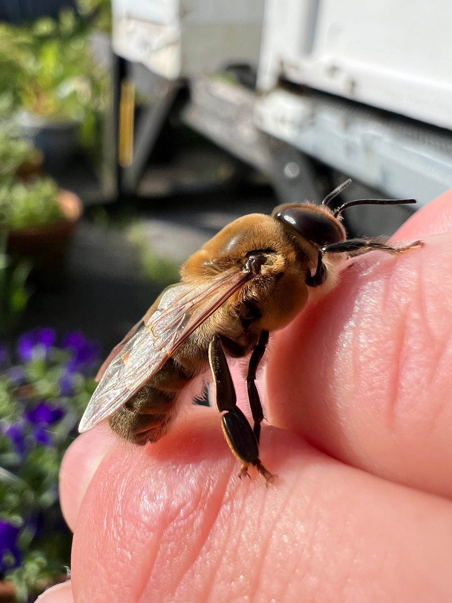 Male honey bee