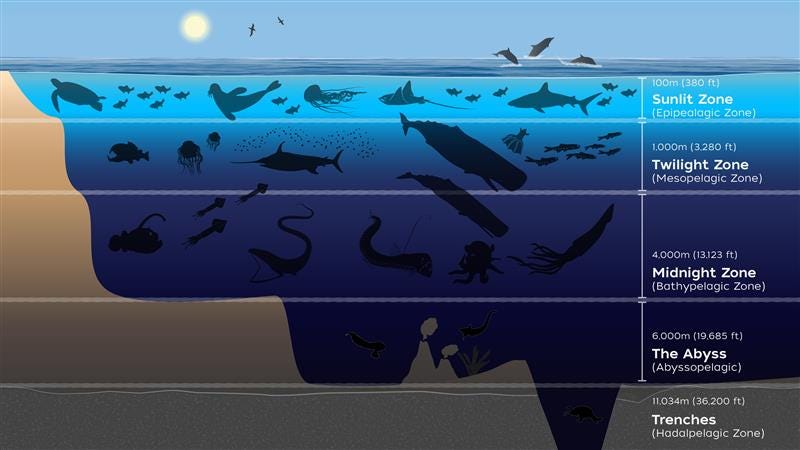 Graphic showing the different ocean zones and some of the types of animals that inhabit them (100 m = Sunlit Zone, 1000 m = Twilight Zone, 4000 m = Midlight Zone, 6000 m = The Abyss, 11,034 m = Trenches) Graphic showing the different ocean zones and some of the types of animals that inhabit them (100 m = Sunlit Zone, 1000 m = Twilight Zone, 4000 m = Midlight Zone, 6000 m = The Abyss, 11,034 m = Trenches)