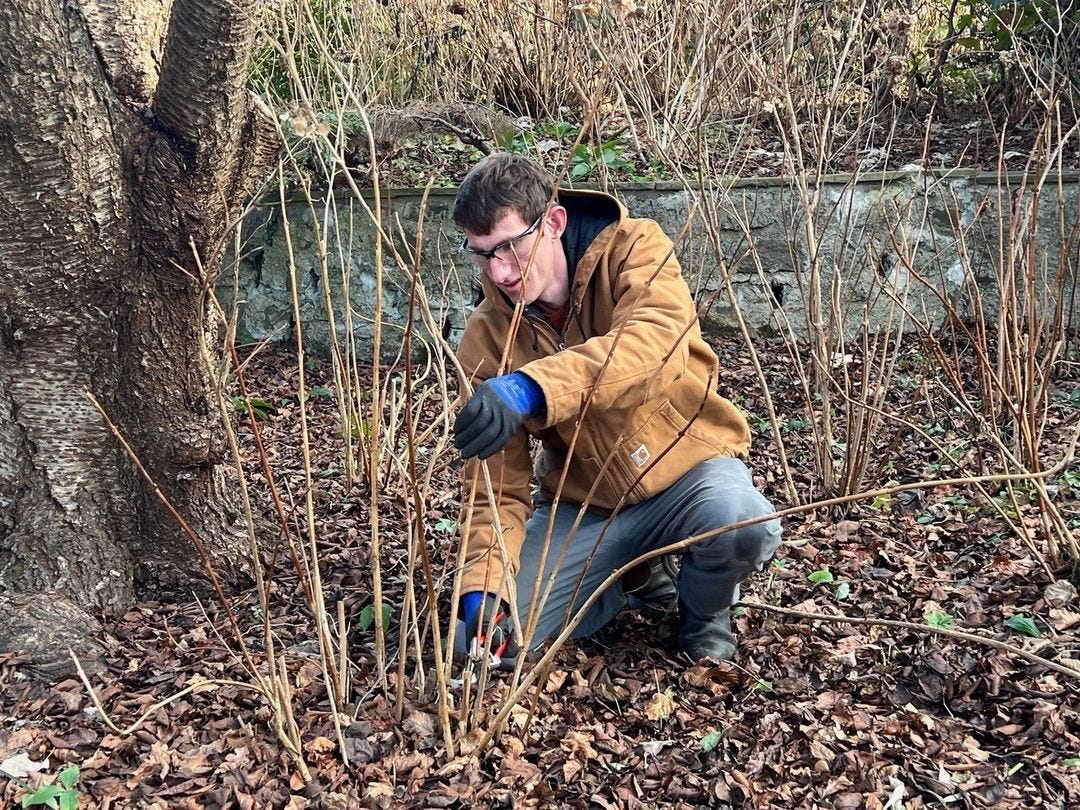 Grant Hughes assists in thinning hydrangeas in the Gravel Circle bed. Photo by Lisa Roper Grant Hughes assists in thinning hydrangeas in the Gravel Circle bed. Photo by Lisa Roper