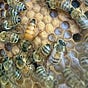 Bee Tree's avatar