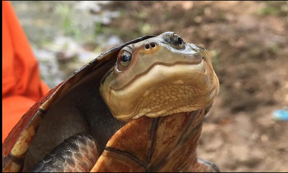 乾いた季節を、待って越える。コロンビアカエルガメという亀