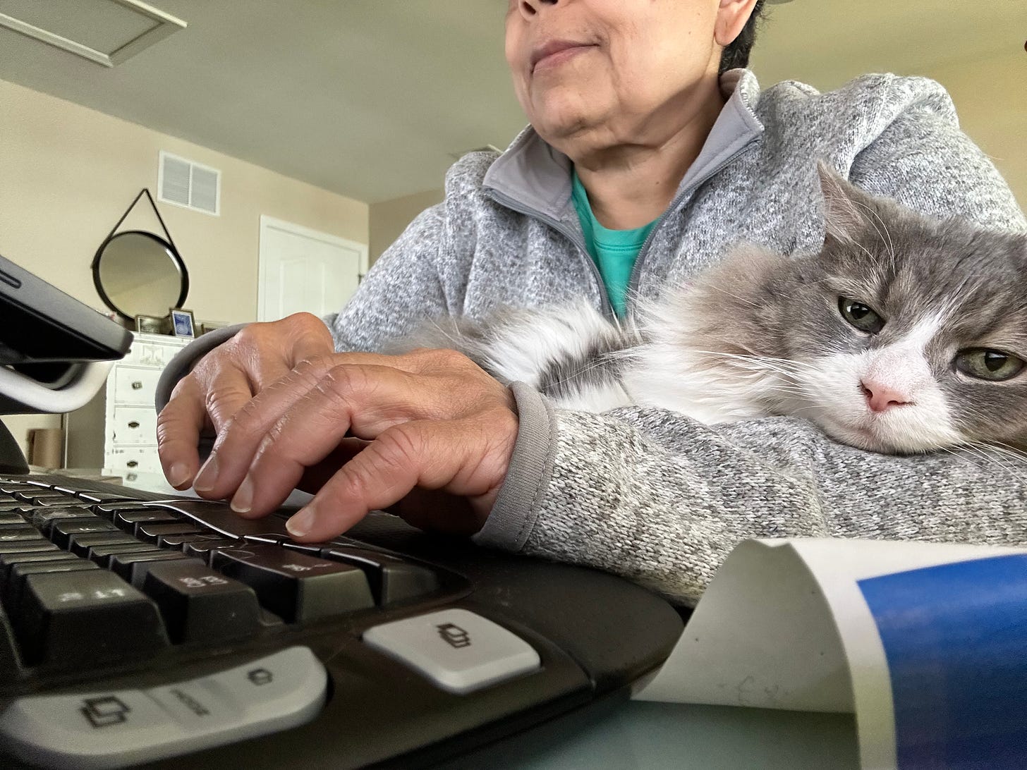 gray and white cat sitting in the arms of the attendant, who is typing on a keyboard