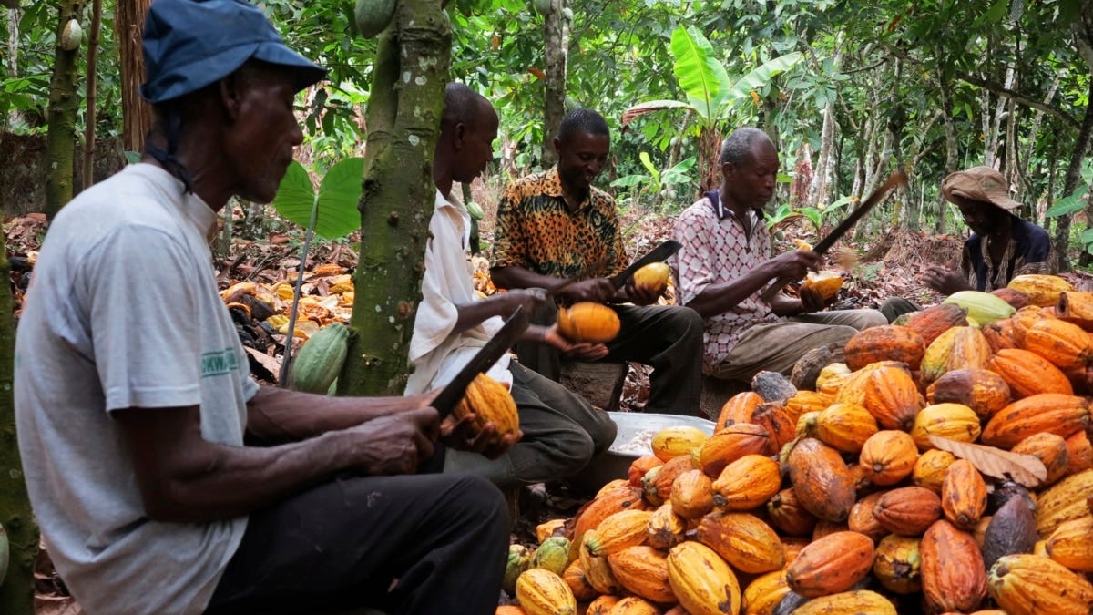 Ghana's Cocoa Growers Lose Land, Livelihoods