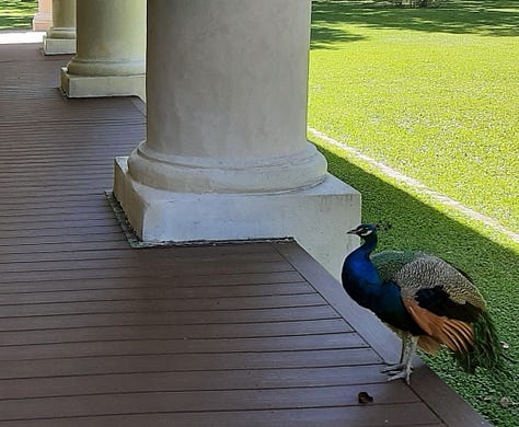 Scenes from the gardens and yard of the Houmas House including a pond sculpture of a crane, the pillars of the front porch with a peacock, and large old live oak trees.