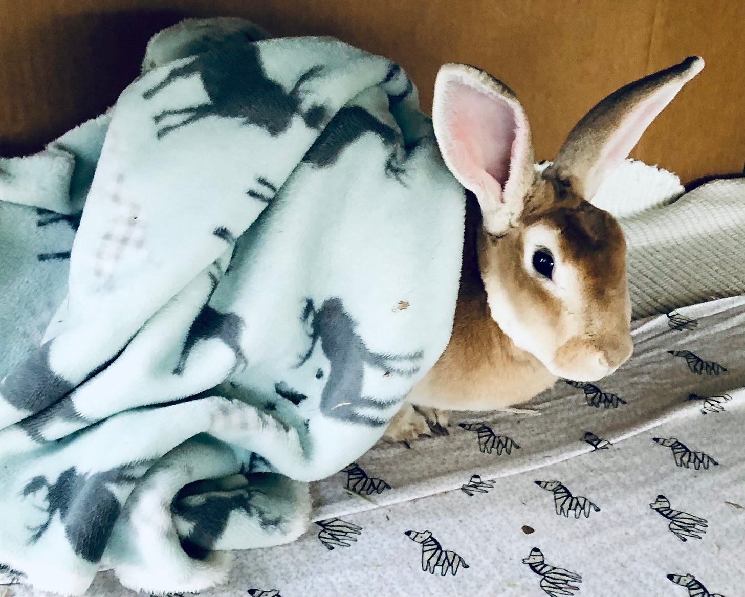 Rabbit