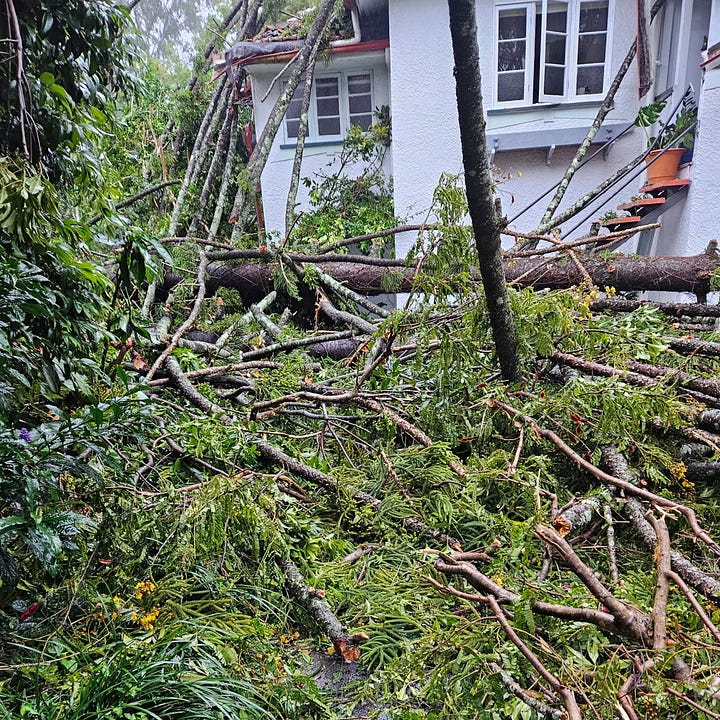 Two photos: the interior of a house with a smashed ceiling; and a large tree leaning against a house