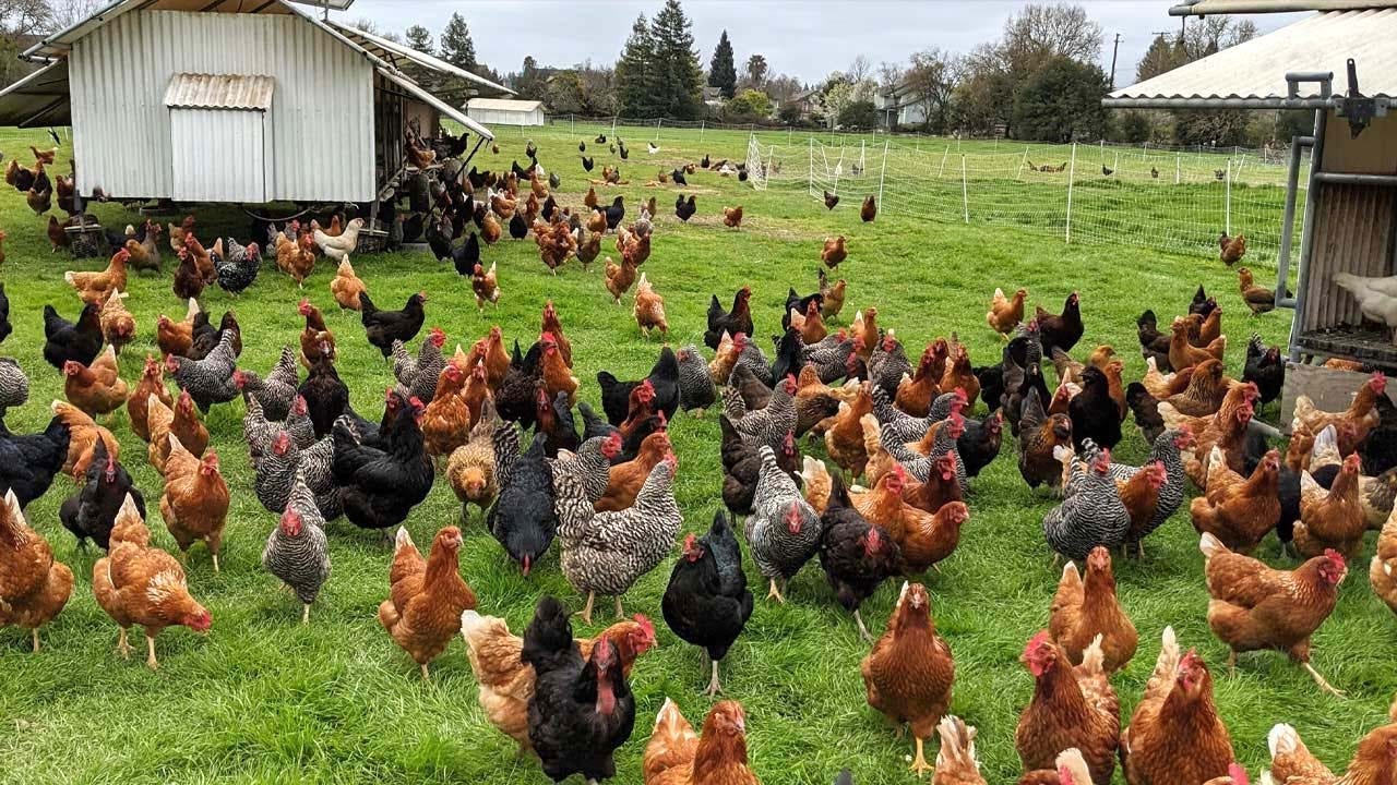 How American Farmers Raise Millions Of Poultry In The Pasture - Chicken  Farming