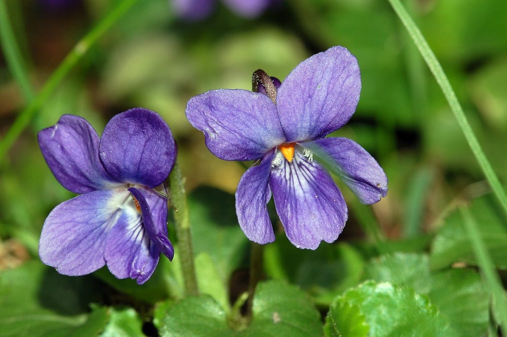 Two purple flowers with yellow-orange centres surrounded by green leaves and grass.