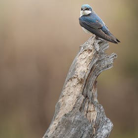 Photographing Halton's urban nature