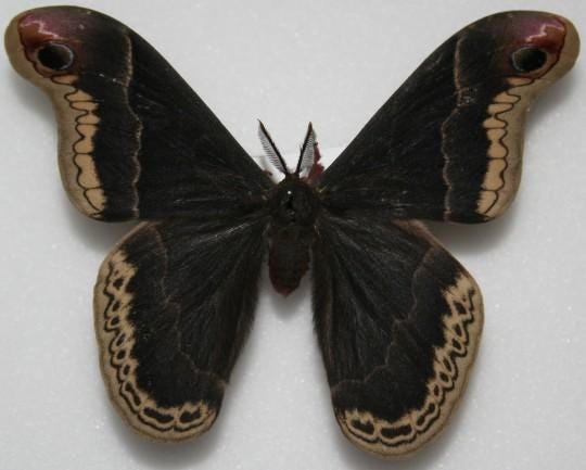 An image uploaded by undertuscansun on Mar 09, 2023. May present: black, wing, pollinator, insect, butterfly.