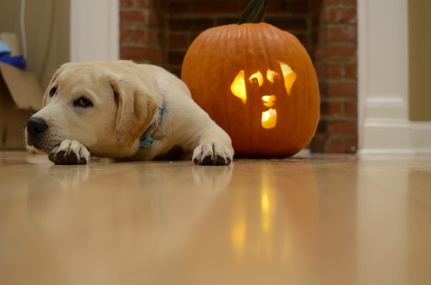 A yellow Labrador retriever lays on the floor next to a pumpking carved like her. She seems unenthused. 
