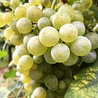 Italian Sparkling: Prosecco, Lambrusco, Moscato