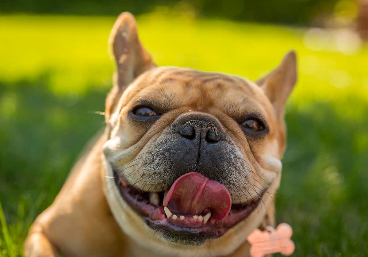 dog