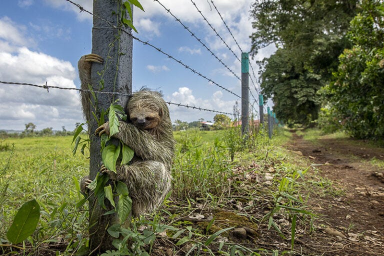 No place like home. No Place Like Home, shows a brown-throated three-toed sloth clinging to a fence post in El Tanque, Costa Rica. No place like home. No Place Like Home, shows a brown-throated three-toed sloth clinging to a fence post in El Tanque, Costa Rica.