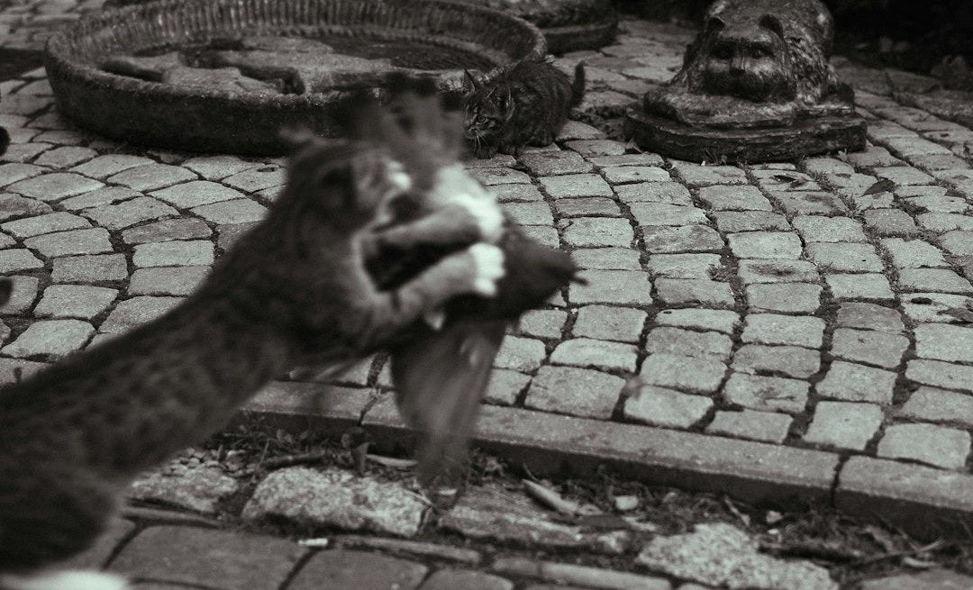 a cat playing with a toy in a garden