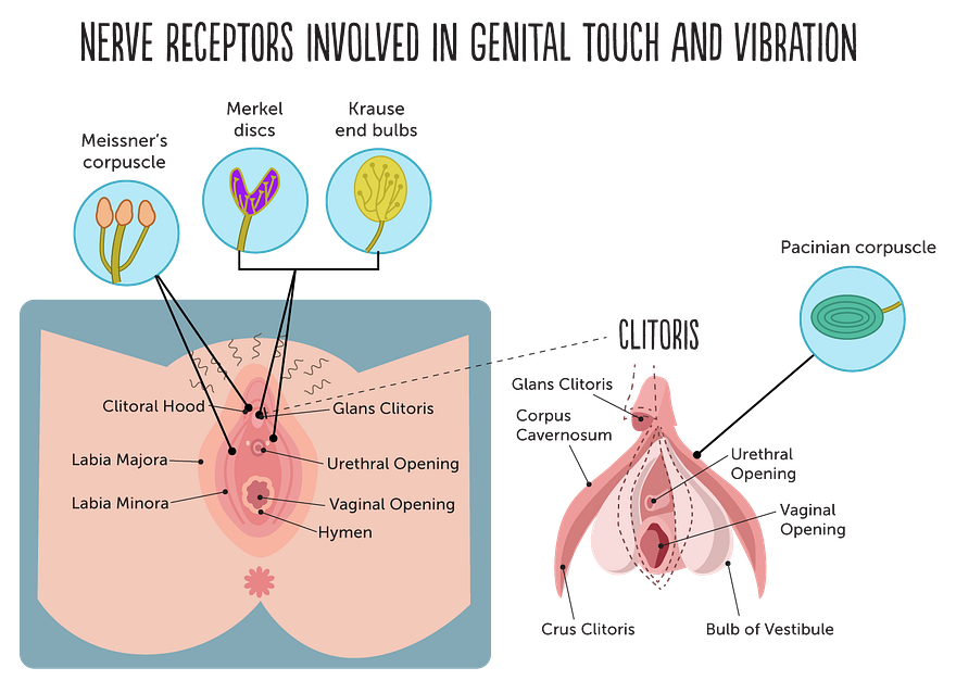 vibration on clit The Scientific Reason Your Vibrator Has Different Settings