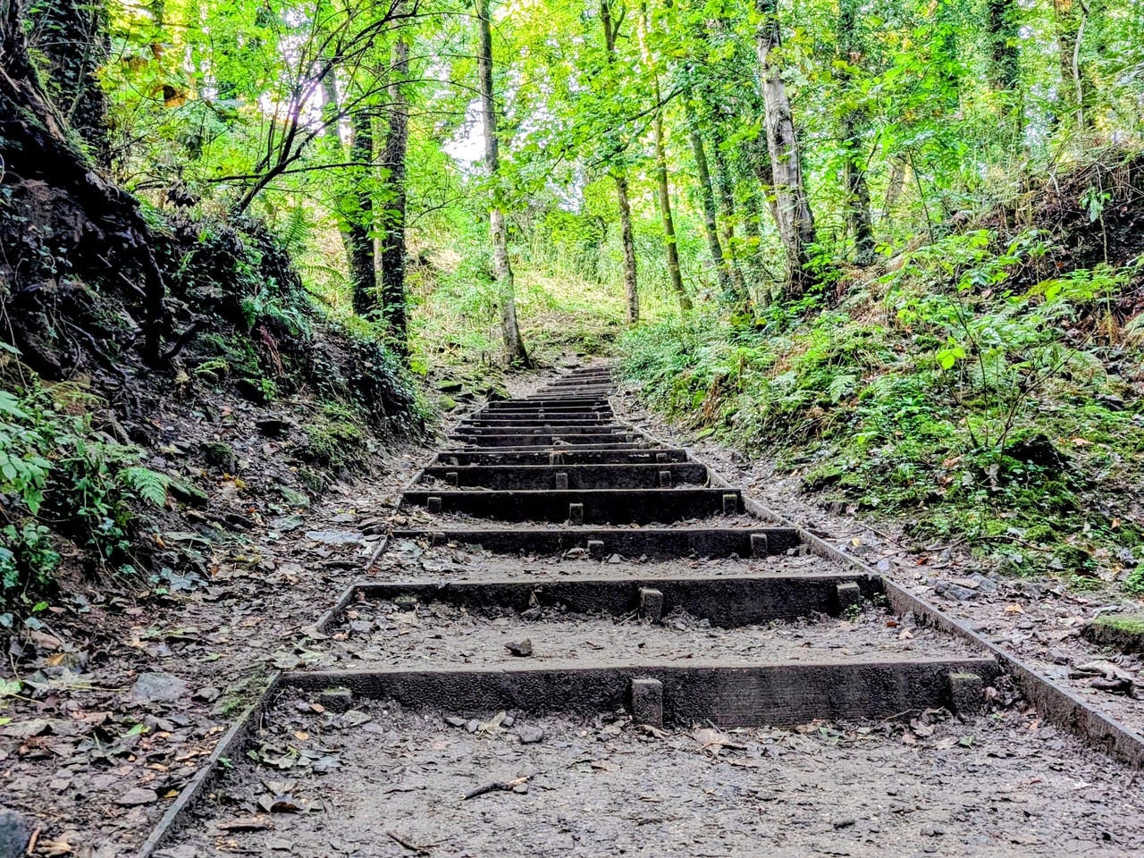 Steps in a woodland path