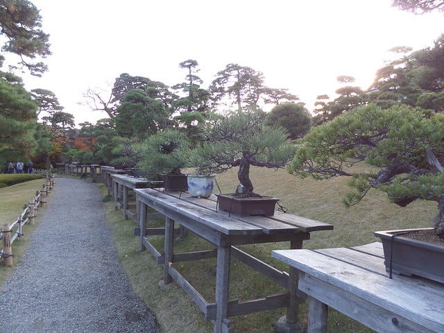 Bonsai Trees Bonsai Trees