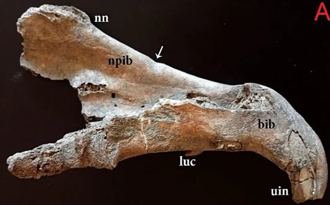 Right lateral view of the rostral skull fragment showing a groove (arrow) on the dorsal margin and medial surface of the left nasal process of the incisive bone. Credit: José Antonio Riquelme-Cantal et al. (2026). Right lateral view of the rostral skull fragment showing a groove (arrow) on the dorsal margin and medial surface of the left nasal process of the incisive bone. Credit: José Antonio Riquelme-Cantal et al. (2026).