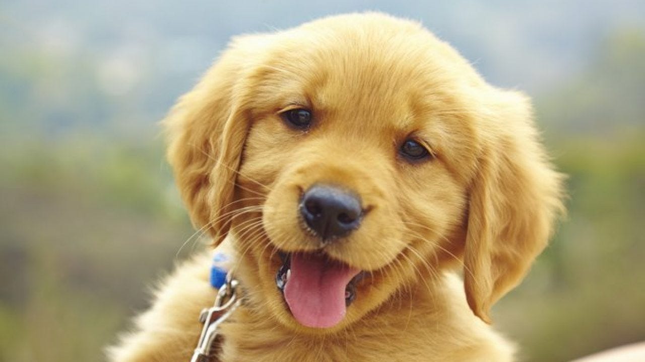 Stages Of Puppy Development - DogTime Stages Of Puppy Development - DogTime