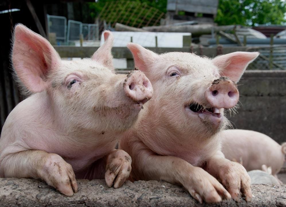 Like humans, pigs have the rare trait "Emotional Contagion." Put them ... Like humans, pigs have the rare trait "Emotional Contagion." Put them ...