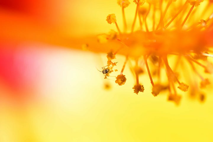Close up of a bug on a yellow flower; a close up of an ant on half an orange slice;a close up of a fly on an orange; a close up of a very tiny beelike insect flying close to a very large in comparison bumble bee gathering pollen from a sunflower.