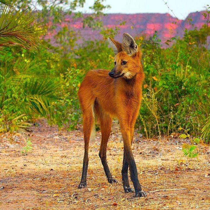 Maned Wolf | All Species Wiki | Fandom