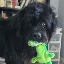 Crokell the Rally Dog Crokell the Rally Dog