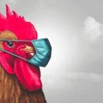 Chicken Hunt Chicken Hunt