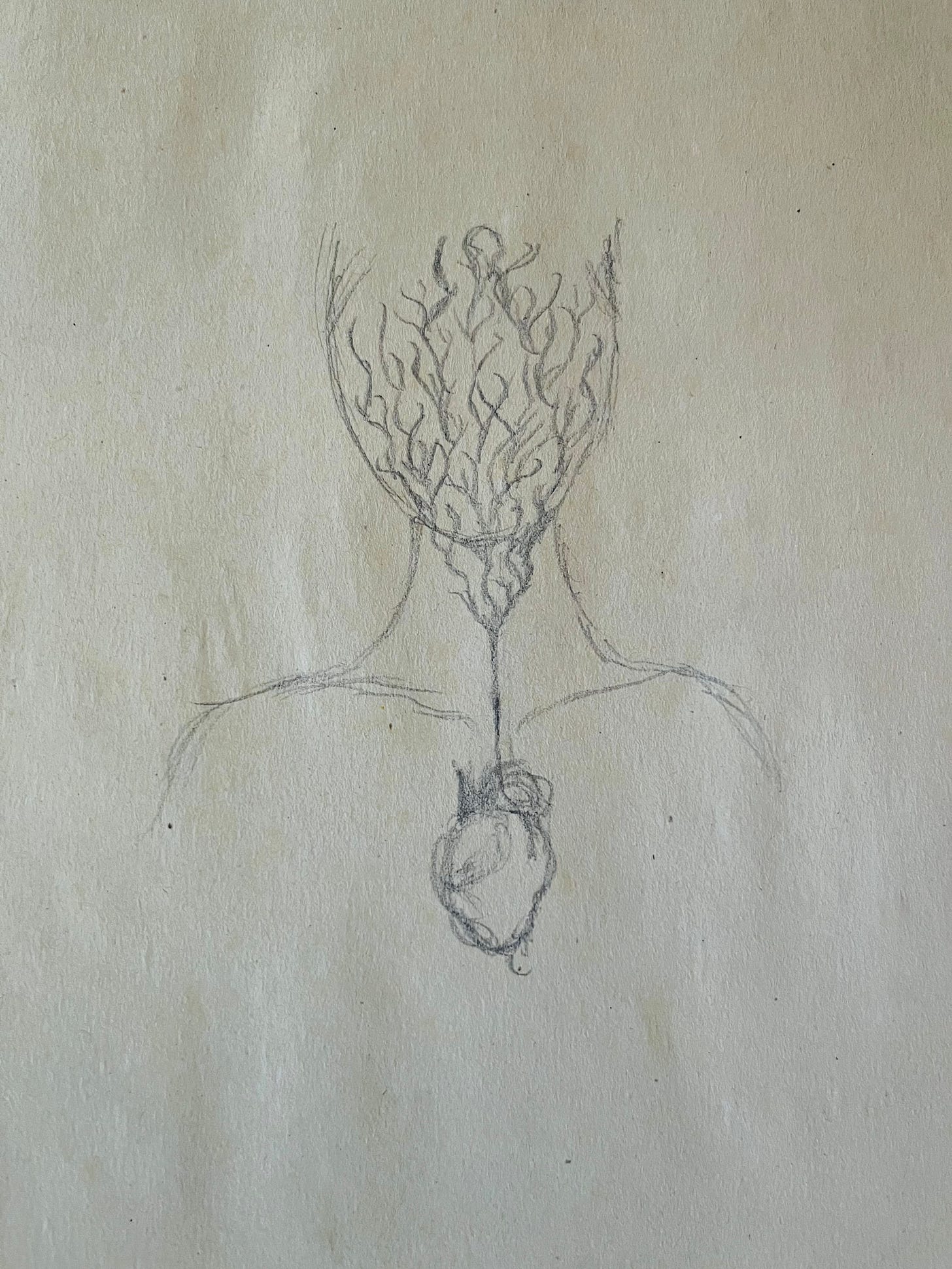 A pencil sketch on off white paper of feminine head and shoulders with an anatomical heart. There is a curving branching net coming out of the top of the heart and covering the neck and face.