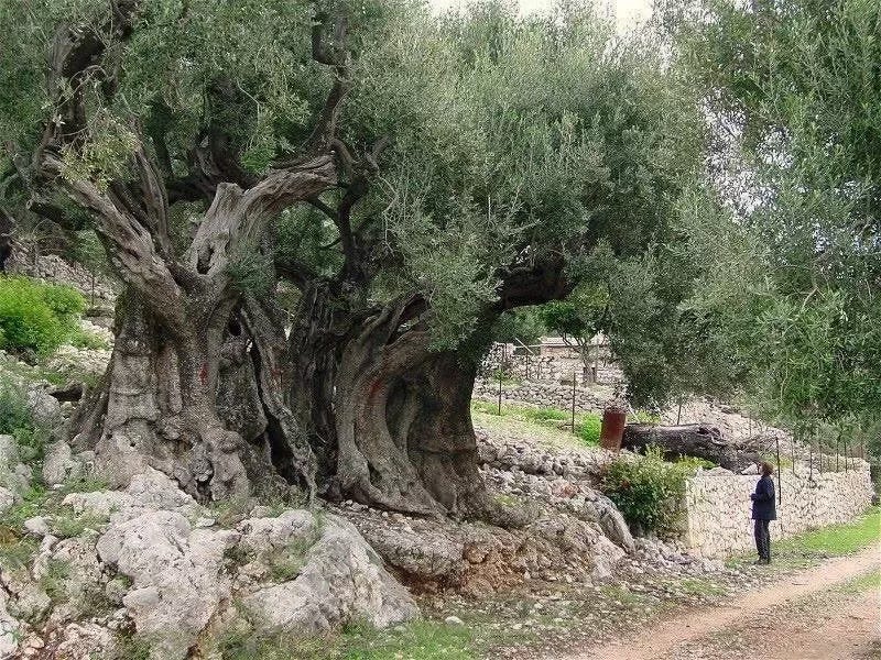 6 Palestinian Olive Oils You Must Try - Max La Manna