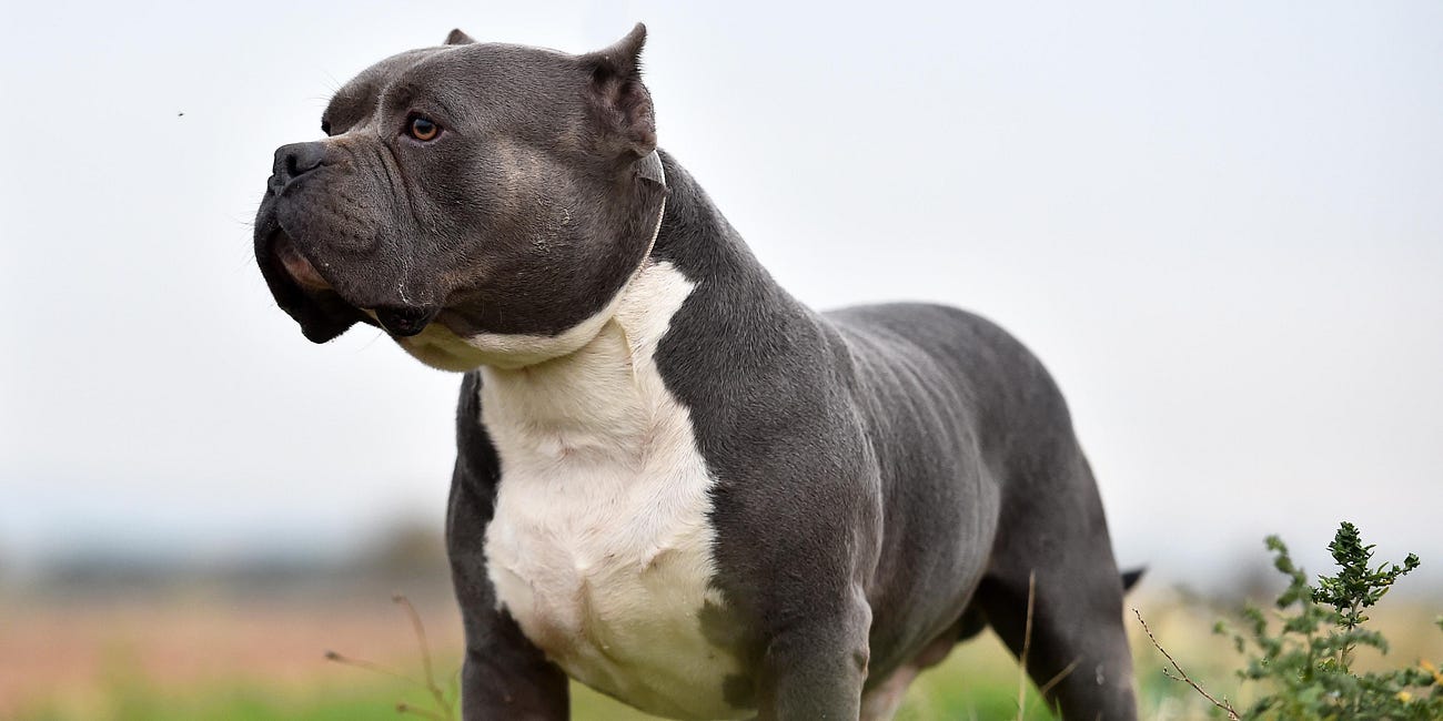 The XL Bully Ban: Thousands of Dogs Restricted. Millions Spent. Where Is the Evidence It Has Made Britain Safer?