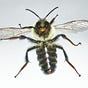 Len Romanick/Infonomena LLC's avatar