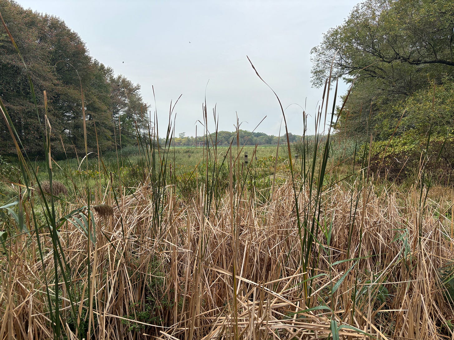 cat tails in forground, treess on sides, looking into blue sky