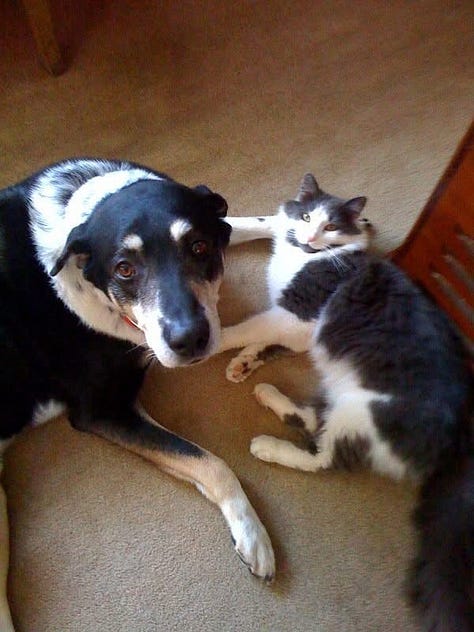 Newman with the various pets