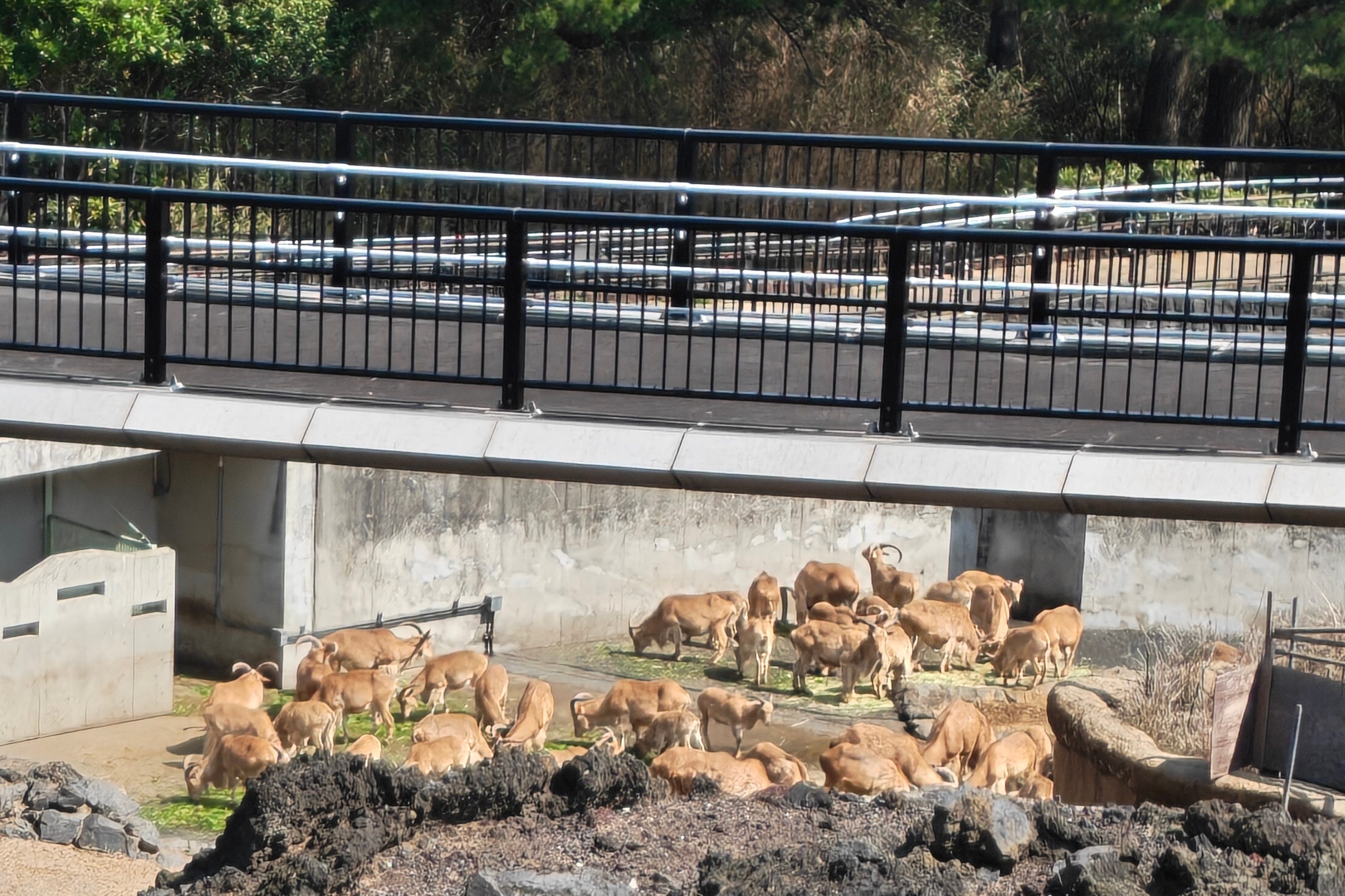 The Oppo Find N6 on Izu Oshima - by Sam Byford - Multicore