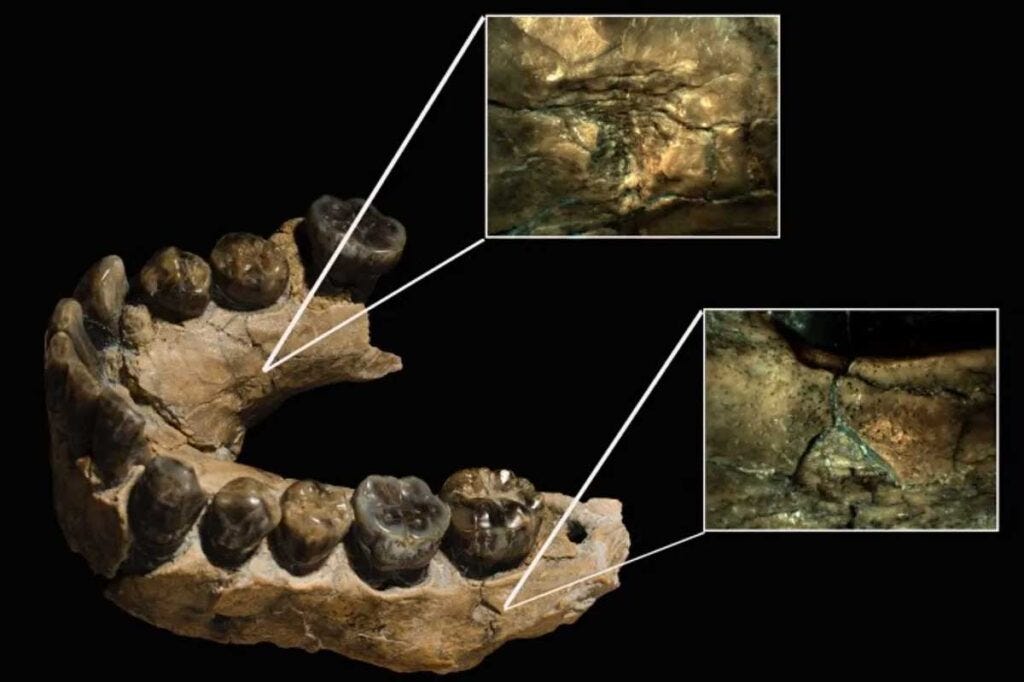 Leopard tooth marks were found on this Homo habilis jawbone. Image credit: Vegara-Riquelme et al., Annals of the New York Academy of Sciences (2025)