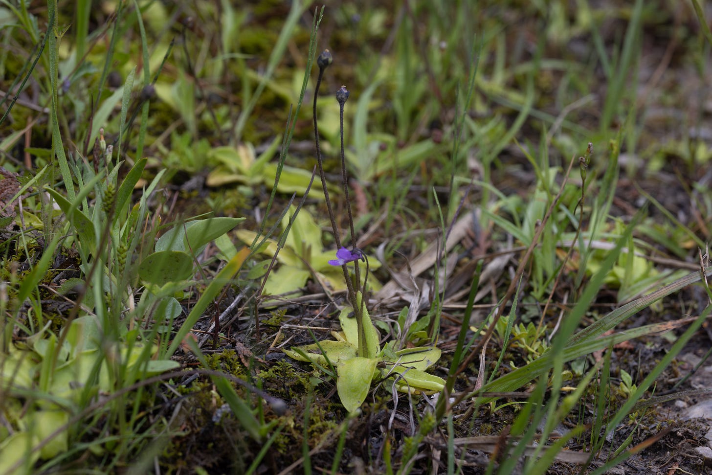 a butterwort plant with its lime green star of flowers and three tall stalks coming out of it-  the left two have no flower, but the shorter one on the right has a purple flower that looks kind of like a jewleeed flower or a violet. there are a few more rosettes of lime-green leaves in the background.