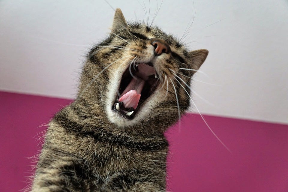 Cat, Tiger, Tigerle, Strip, Trouble, Weary, Big Cat