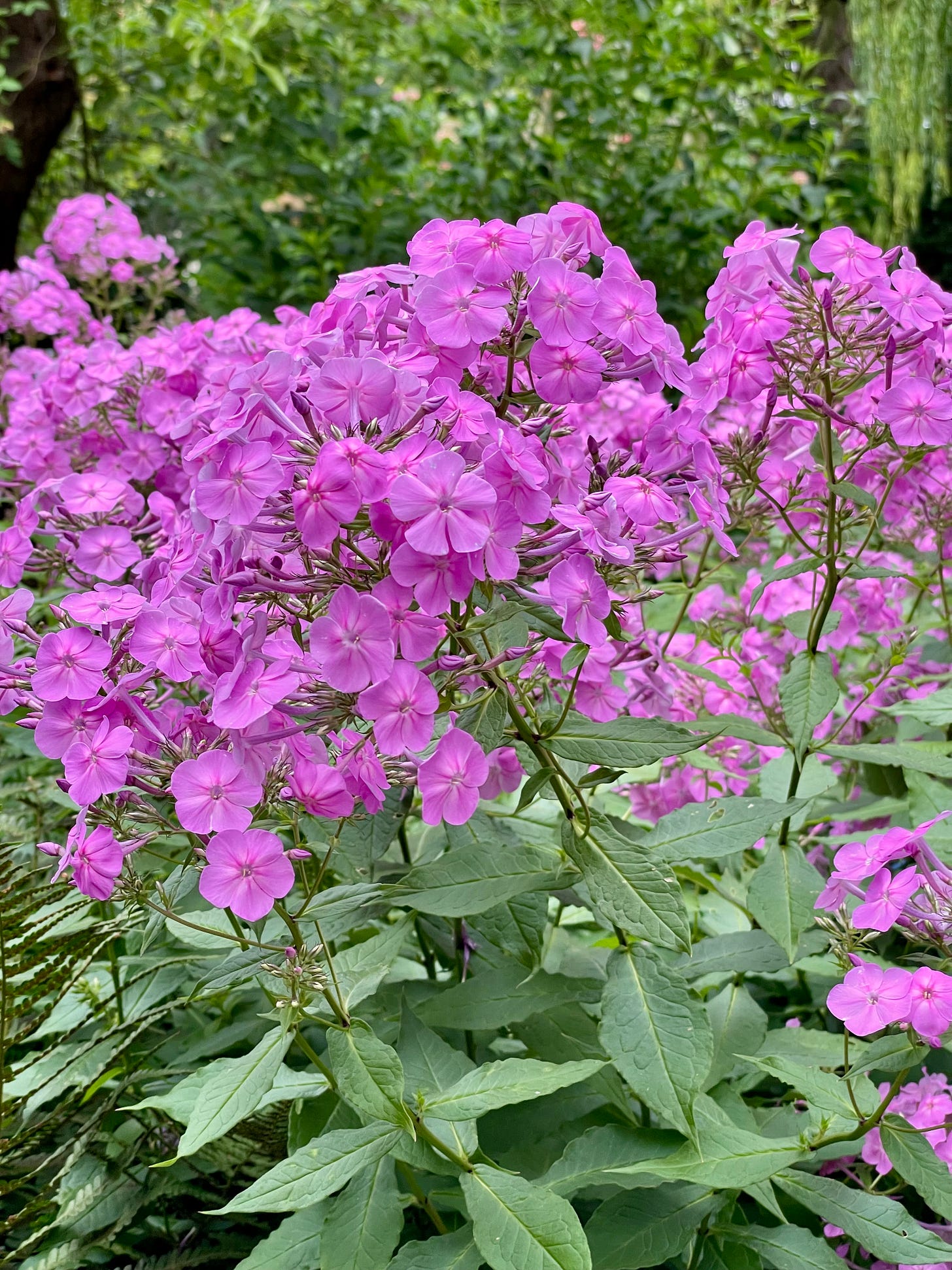 Close-up of bright pink phlox flowers blooming in dense clusters, surrounded by green leaves in a soft, green garden background.