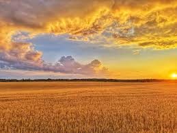 Golden Horizons: On Golden Fields of Wheat There's something almost surreal  about this early July evening where the sun dips low over young wheat fields  encapsulated with dramatic golden clouds. Golden skies