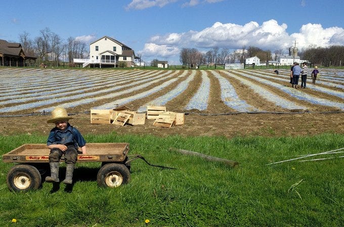 Amish Farm, Pennsylvania
Image by Ray Armat, Ph.D.
