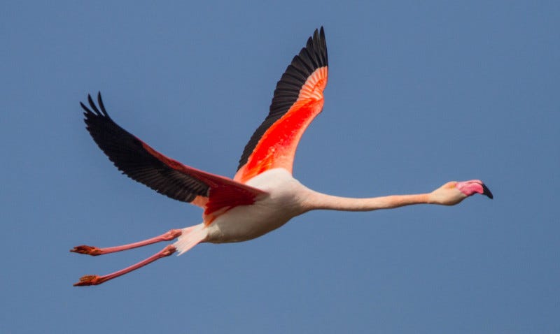 A greater flamingo in flight, clearly showing the red-pigmented wings. 