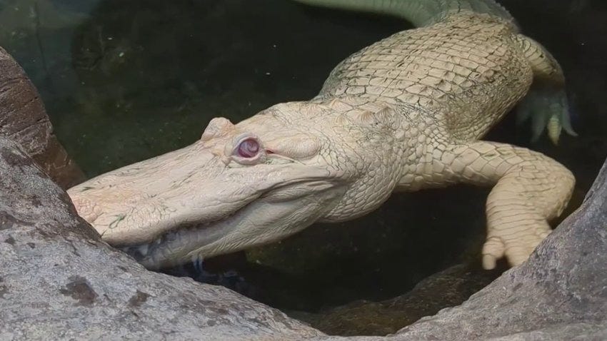 Famous Academy of Sciences albino alligator turns 30 Famous Academy of Sciences albino alligator turns 30