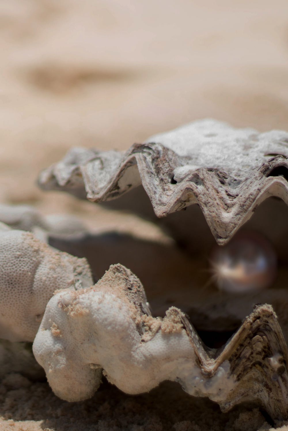 rauwe oester met parel sfeerbeeld vriendschap en groei rauwe oester met parel sfeerbeeld vriendschap en groei