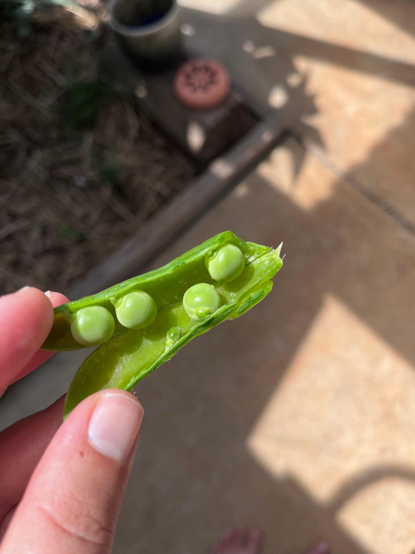 hand holding pea pod split in half, revealing four peas within