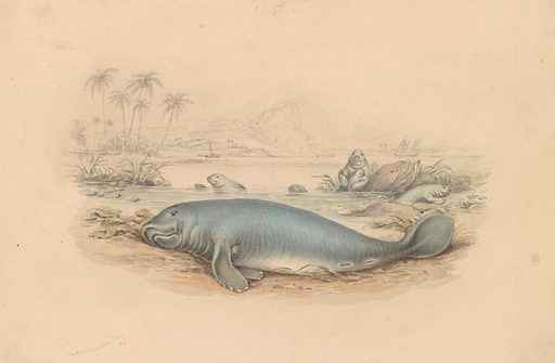 The West Indian Manatee. The Manatee of the West Indies. Date: 1832–1842. Culture: British. Accession number: B1981.25.2313.
